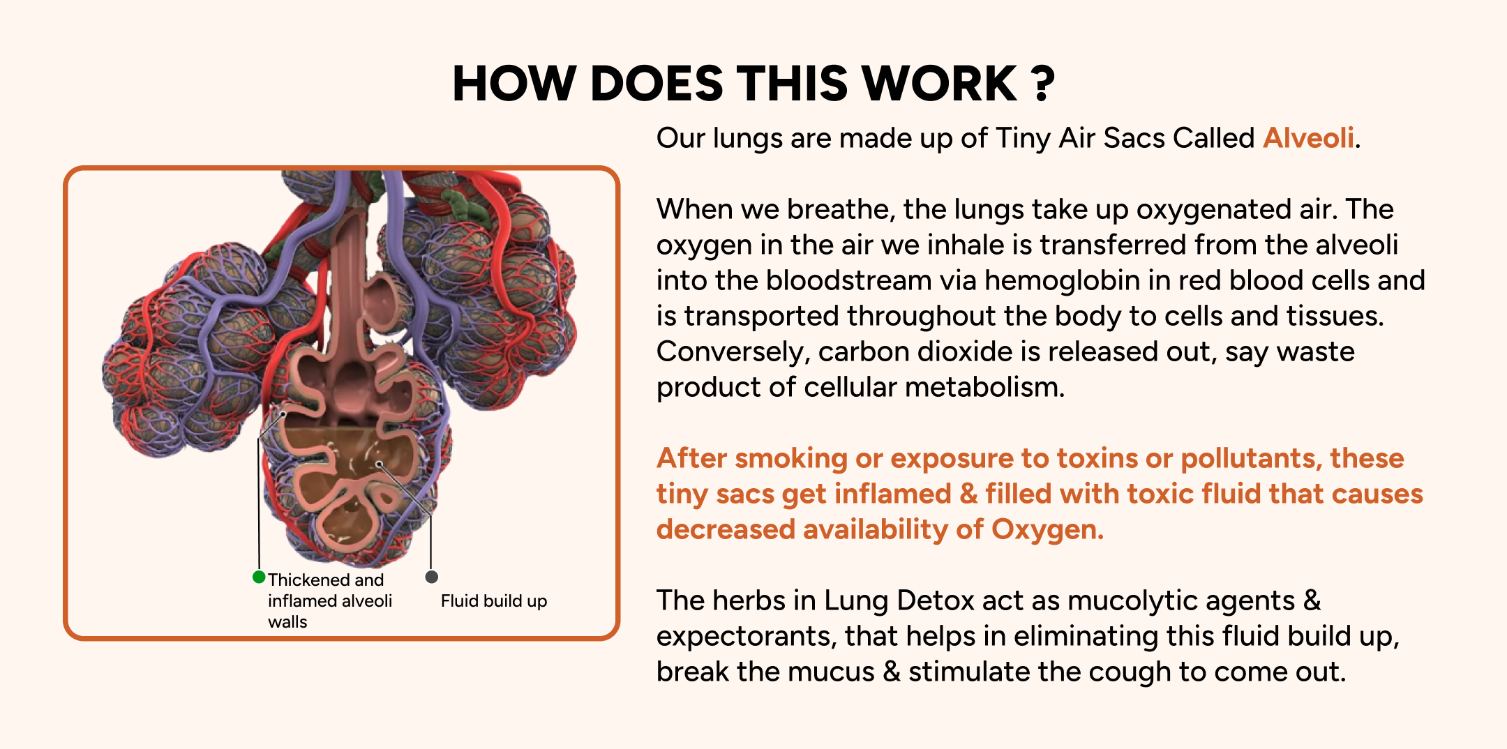 Process of Lung Cleansing for Smokers by Zeroharm Holo Lung Detox Tablets