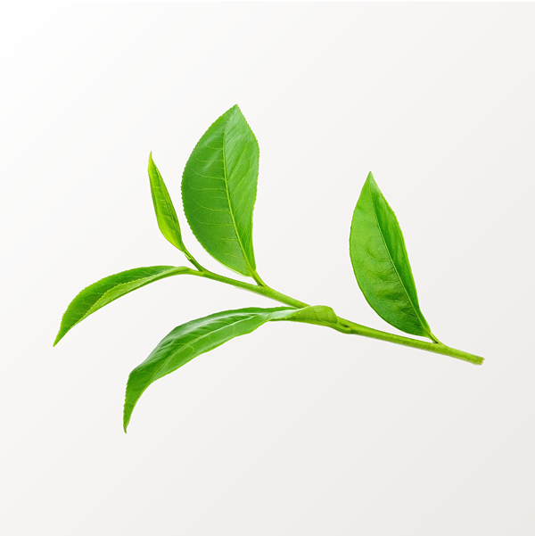 Green Tea Extract