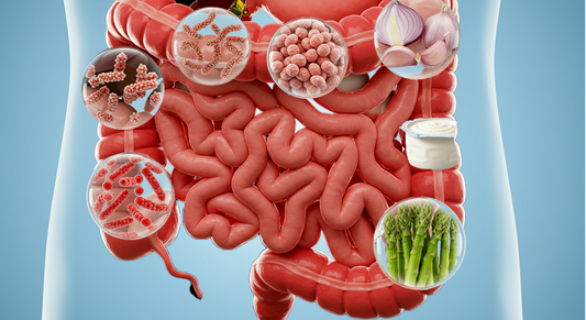 An illustration of a human digestive system with various icons showing beneficial bacteria, yogurt, asparagus, and other gut-related elements, highlighting gut health