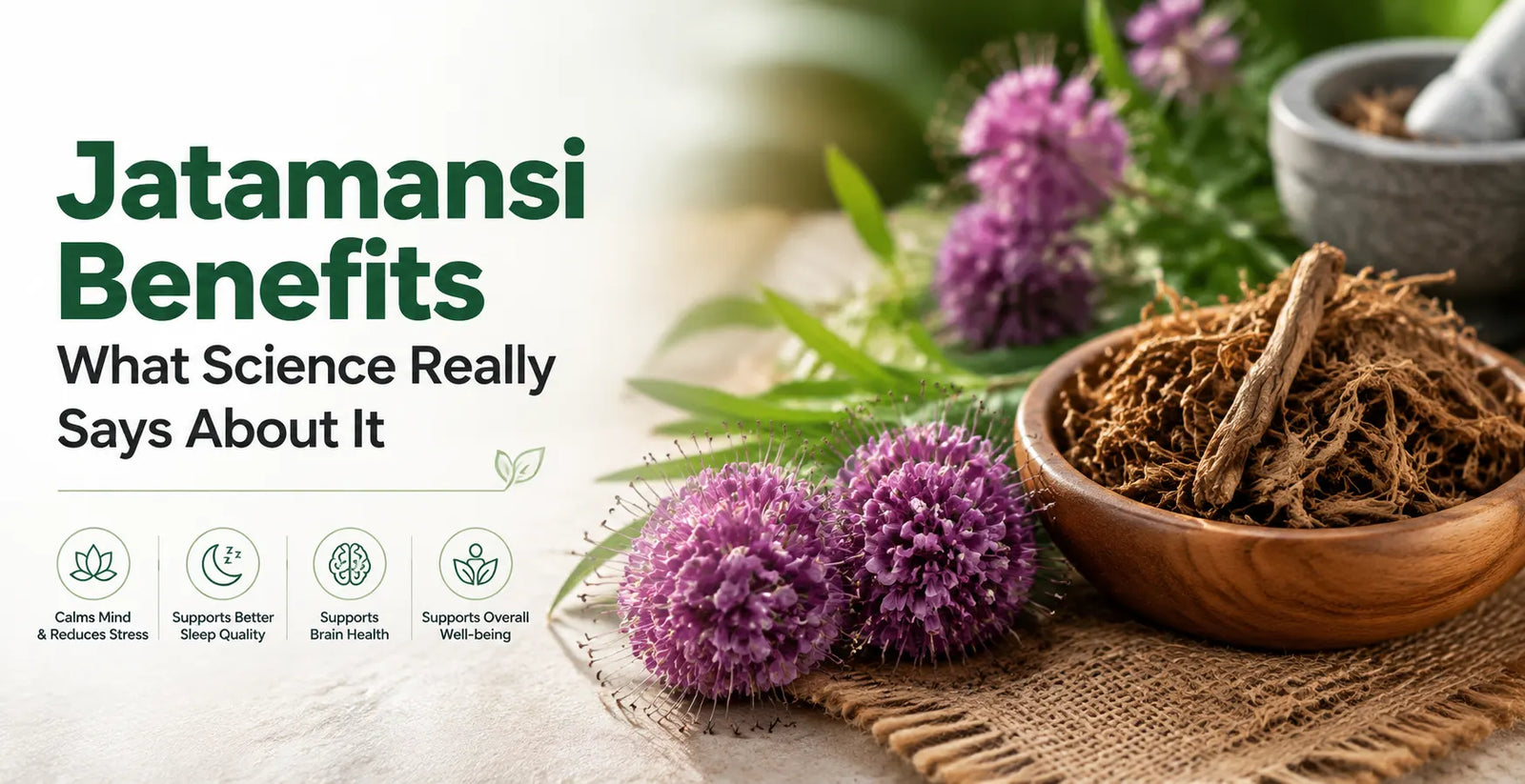 Top 10 Science-Backed Jatamansi Benefits You Need to Know