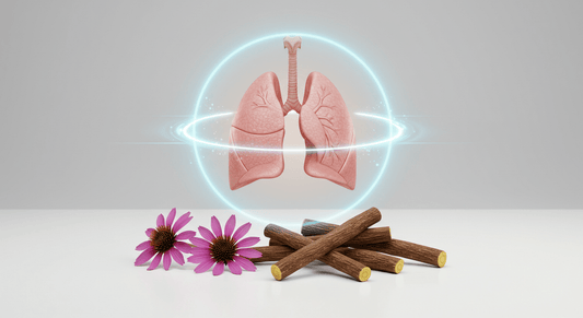An image showing a 3D model of healthy lungs surrounded by a glowing aura, with sticks of mulethi (licorice) and purple echinacea flowers placed nearby, symbolizing natural remedies for lung health.