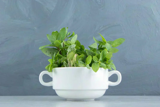 A white ceramic bowl filled with fresh green basil leaves, placed on a light surface against a textured gray background. This image highlights the potential benefits of basil for lung detox naturally.