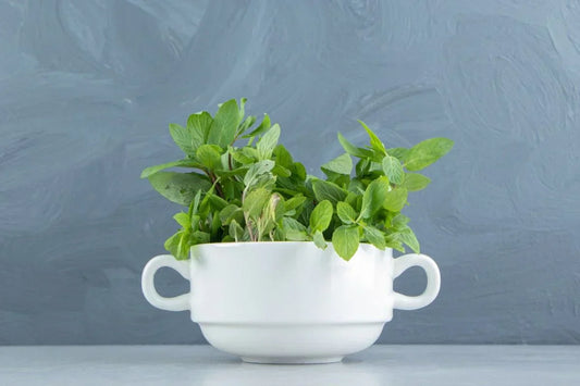 A white ceramic bowl filled with fresh green basil leaves, placed on a light surface against a textured gray background. This image highlights the potential benefits of basil for lung detox naturally.