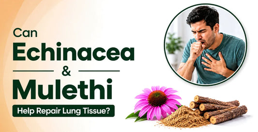 Coughing man beside Echinacea flower and Mulethi roots with powder showing if they can help repair lung tissue naturally
