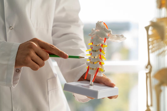 A healthcare professional holding a model of a human spine, pointing to the vertebrae with a green pen. In the background, a blurred anatomical skeleton is visible. The image relates to discussions about bone health.