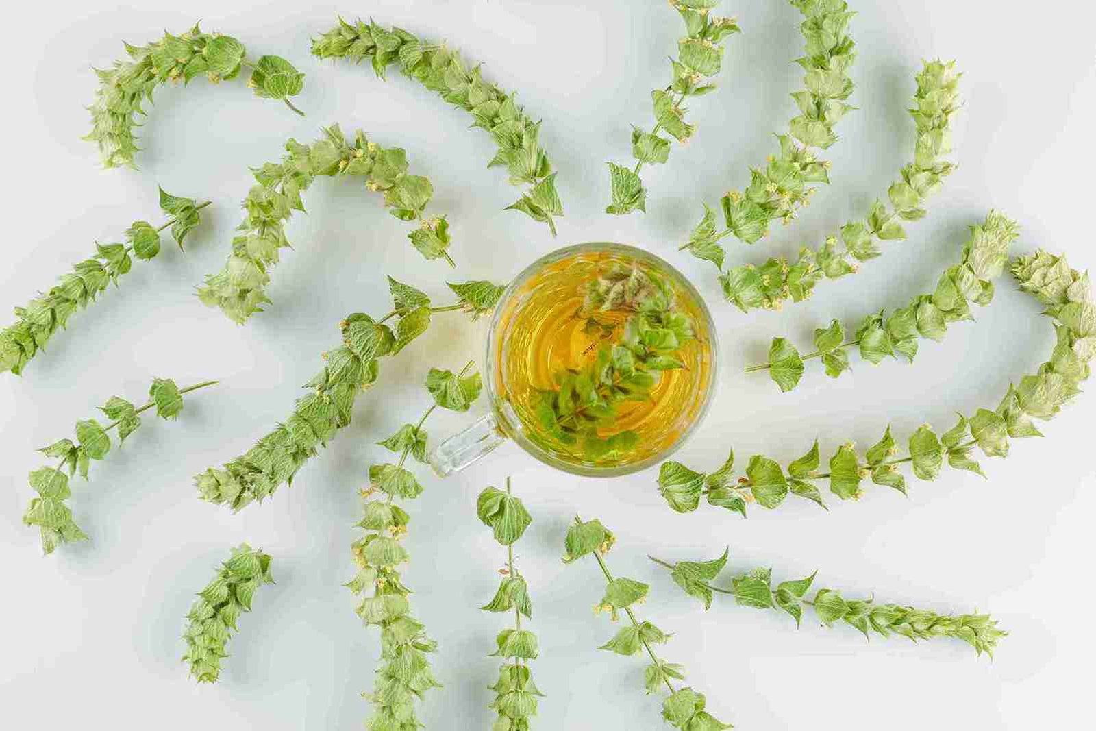 Top 10 Bacopa Benefits Backed by Science in India