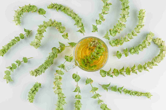 A cup of herbal tea surrounded by fresh green Bacopa leaves arranged artistically on a white background. This composition highlights potential Bacopa benefits and emphasizes its natural qualities.