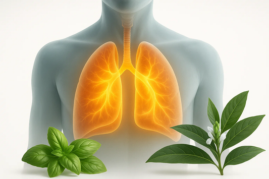 An illustration showing a human torso with glowing lungs at the center. On the left, fresh basil leaves, and on the right, Vasaka plant leaves.
