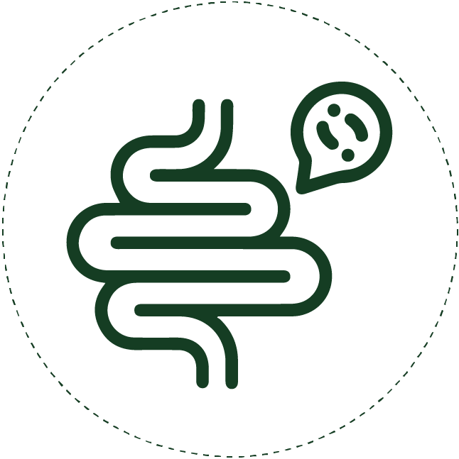 Improves gut good bacterial growth