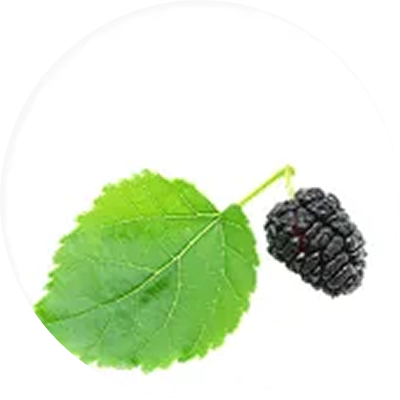 Mulberry Leaf Extract